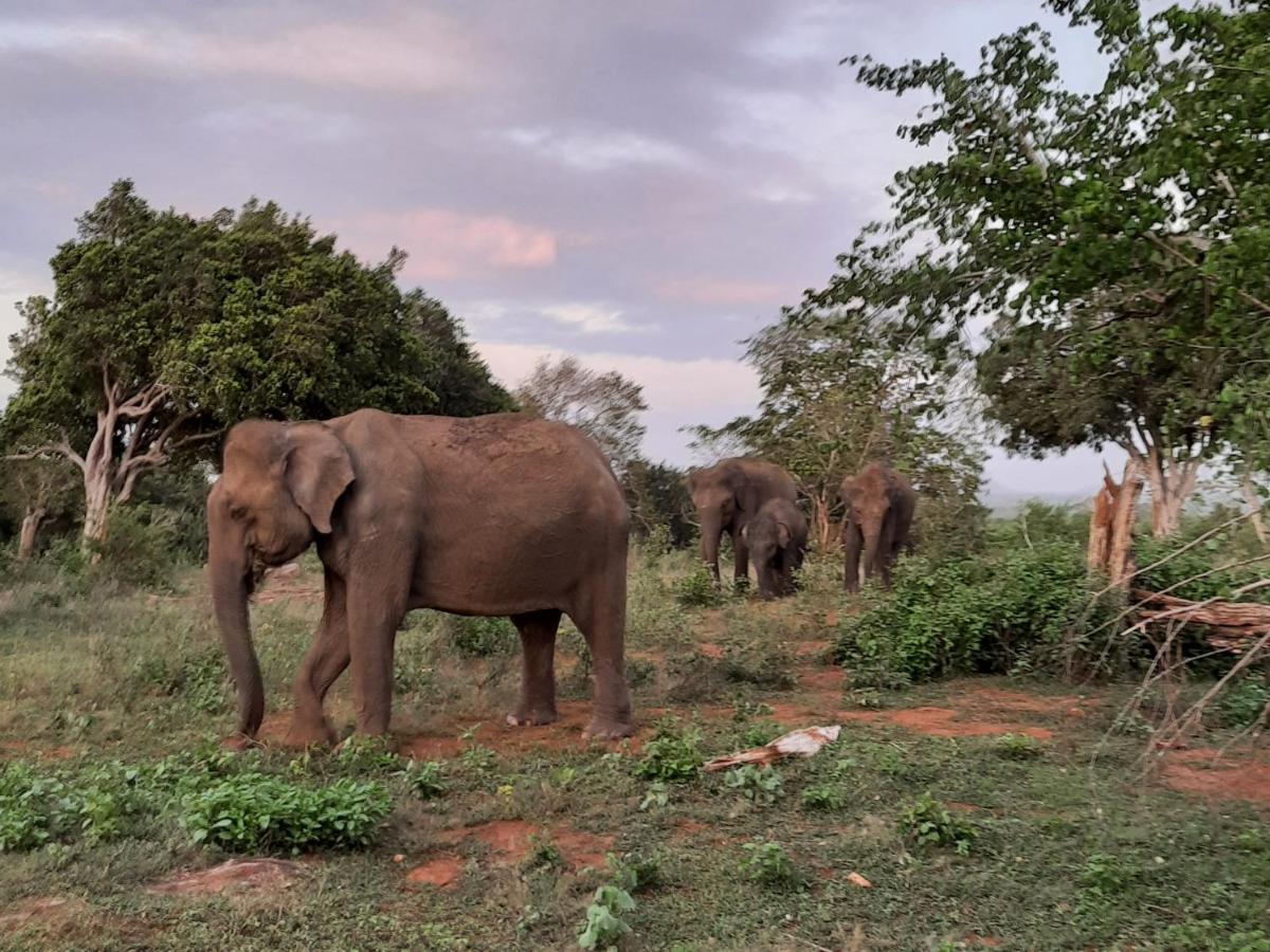 Elephant Lodge Udawalawe Luaran gambar