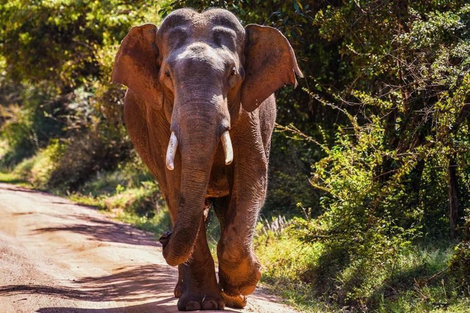 Elephant Lodge Udawalawe Luaran gambar