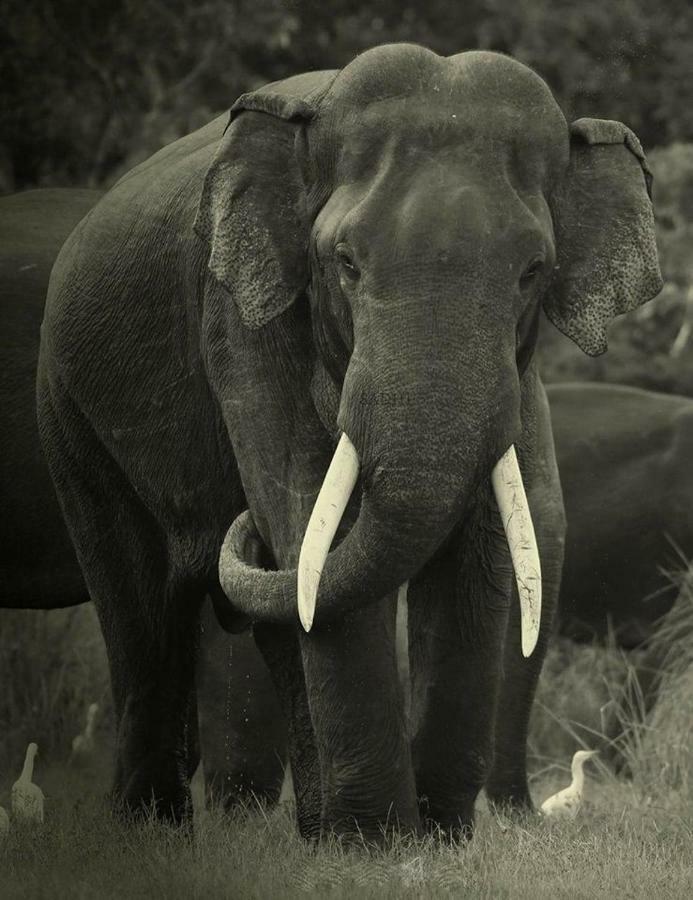 Elephant Lodge Udawalawe Luaran gambar