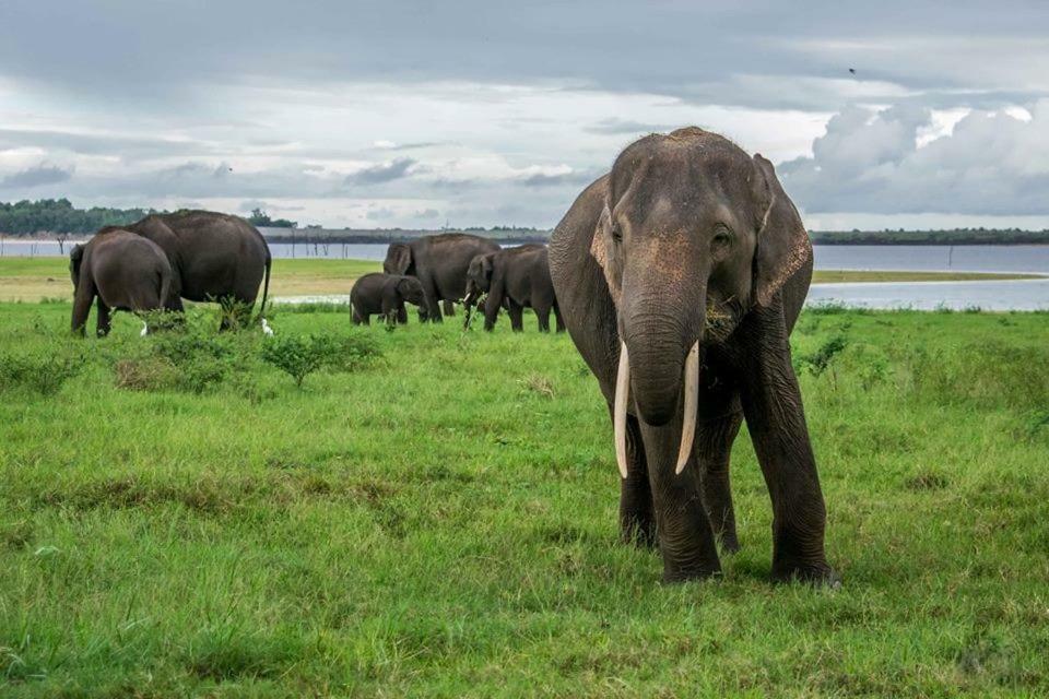 Elephant Lodge Udawalawe Luaran gambar