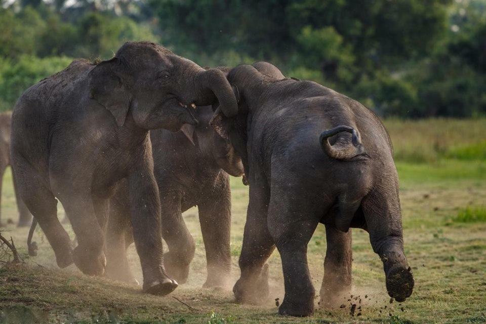 Elephant Lodge Udawalawe Luaran gambar