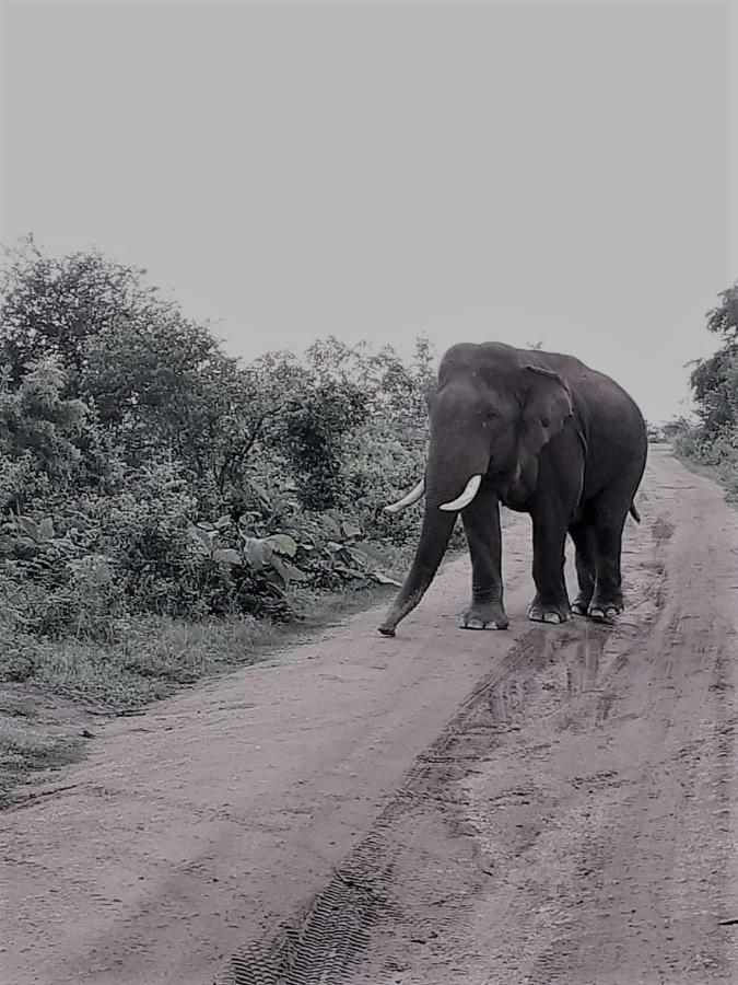 Elephant Lodge Udawalawe Luaran gambar