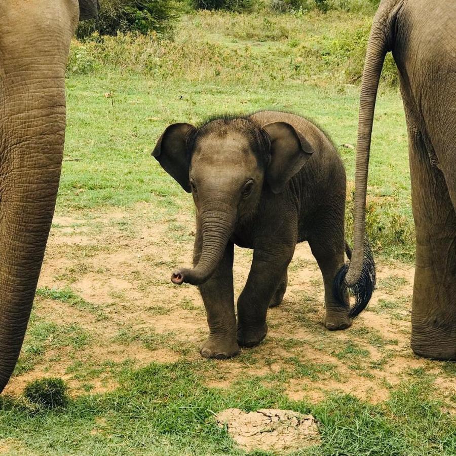 Elephant Lodge Udawalawe Luaran gambar