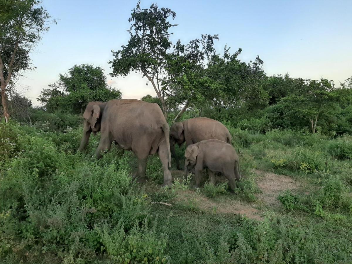 Elephant Lodge Udawalawe Luaran gambar
