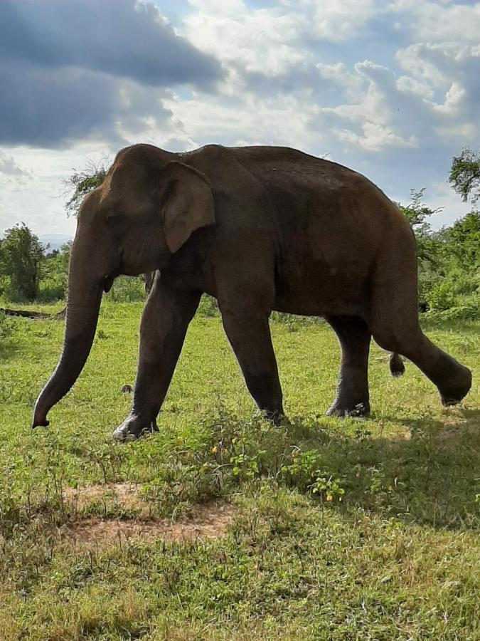 Elephant Lodge Udawalawe Luaran gambar